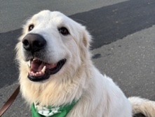 Great Pyrenees – Great Pyrenees – Pine Grove