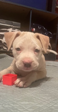 American Pit Bull Terrier – Lilac/Merle pups