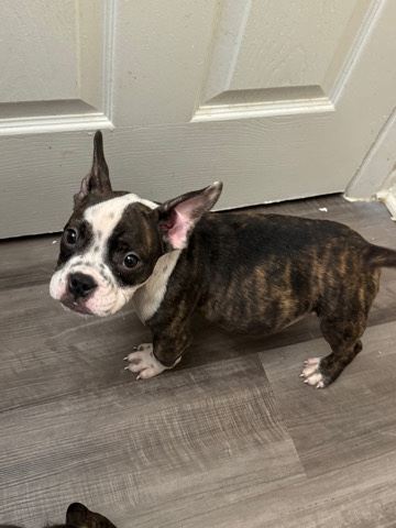 micro bully puppies 2 available 2 boys ready for their new homes!!