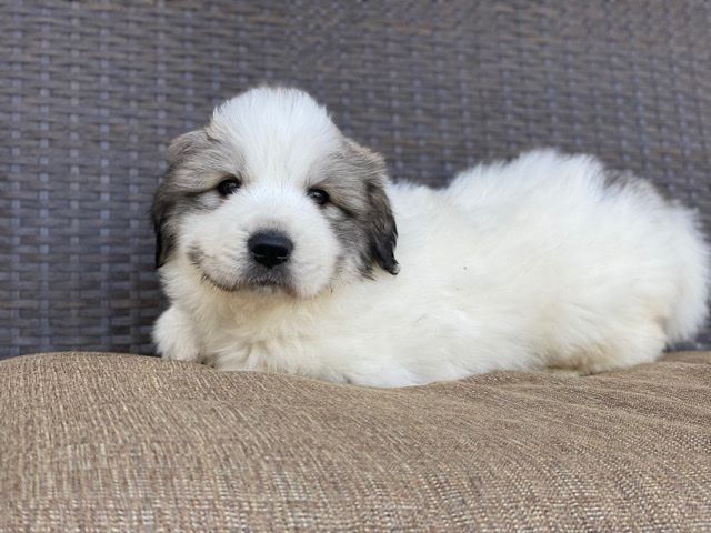 Great Pyrenees – Great Pyrenees