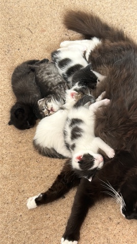 British Longhair – kittens for sale