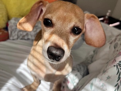 Dachshund – Macky – Wichita
