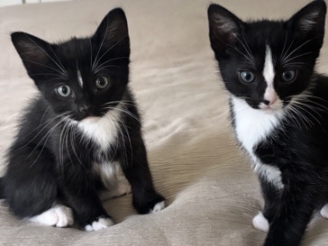 American Shorthair – 2 baby black kittens – Concord