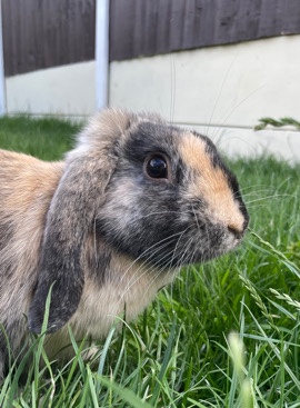 French Lop – lovely stunning French lop