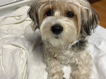 Shikoku – Shorkie – Columbia