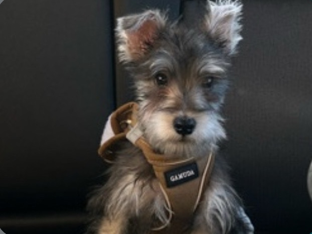Miniature Schnauzer – Judah – Los Angeles