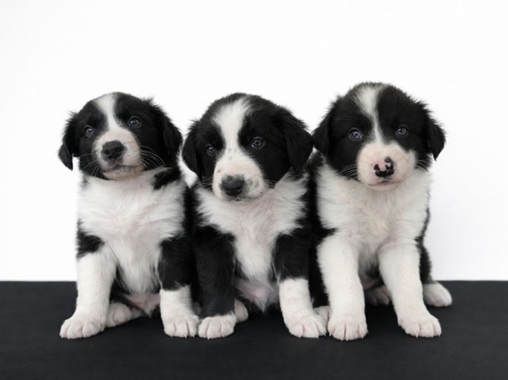 Border Collie – Border Collie Welpen – Weeze