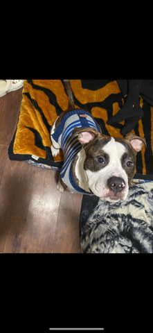 American Bulldog – friendly home dog loves kids and other dogs