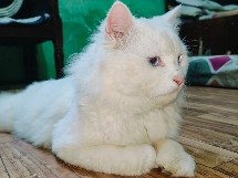 Persian (Modern) - Healthy Male Persian Cat for Sale available for adoption in Delhi