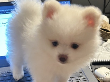 Purebred Pomeranian Puppy – Female. 