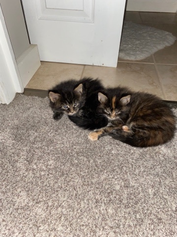 Maine Coon – precious healthy kittens