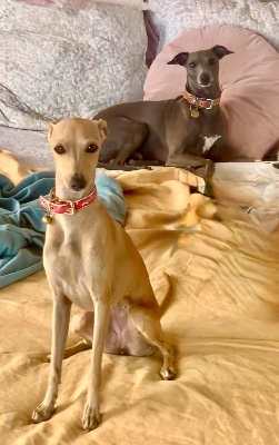Italian Greyhound - Italian Greyhound pups  available for adoption in Bellaterra