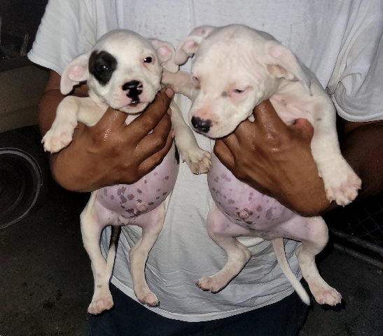 American Pit Bull Terrier – Adorable pit bull puppies