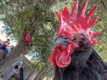 big black rooster – Victorville
