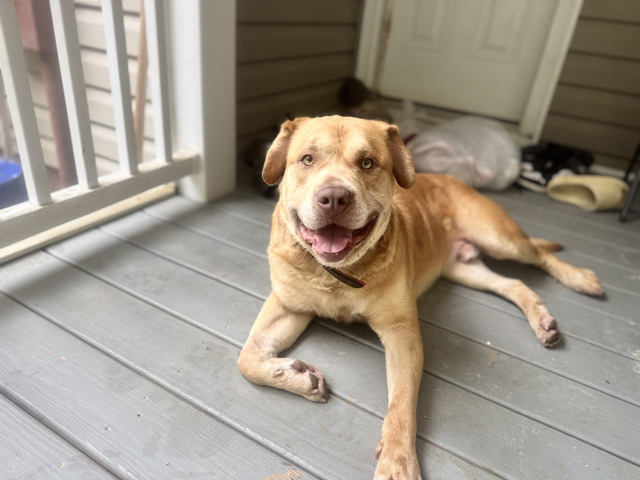 Rottweiler – Friendly Rottweiler-Pitbull mix for sale. – North Chesterfield