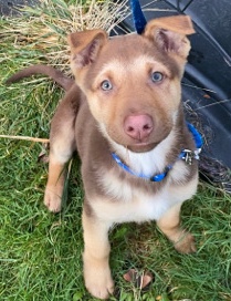 Australian Kelpie – Australian Kelpie