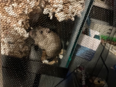 Gerbil – Gerbil (FREE) – Cincinnati