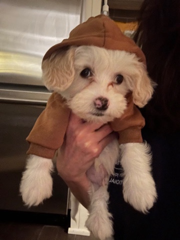 Maltipoo