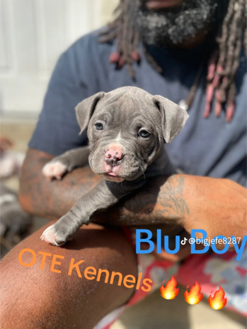 American Bulldog – puppy