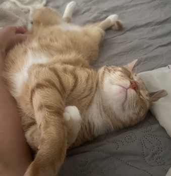 American Shorthair – Orange American Shorthair Male – 2.5y Miami – Miami