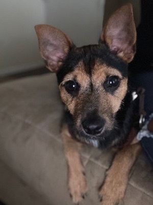 Maltese – Very Cute Chihuahua & Maltese Terrier Mix