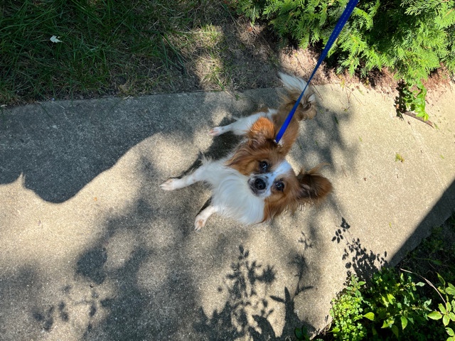 Papillon – jinx