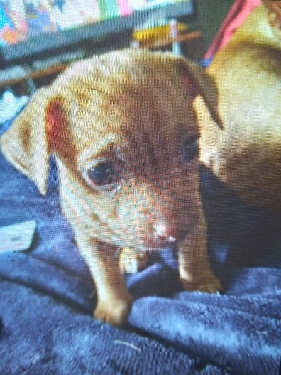 Chihuahua – Loving Mini Chihuahua Boy