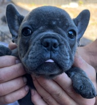 French Bulldog – Frenchie