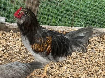 Chicken – whiting true blue rooster – Winder