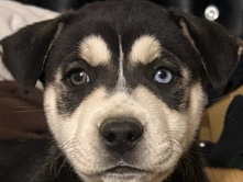 Need 4 owners – Pico Rivera
