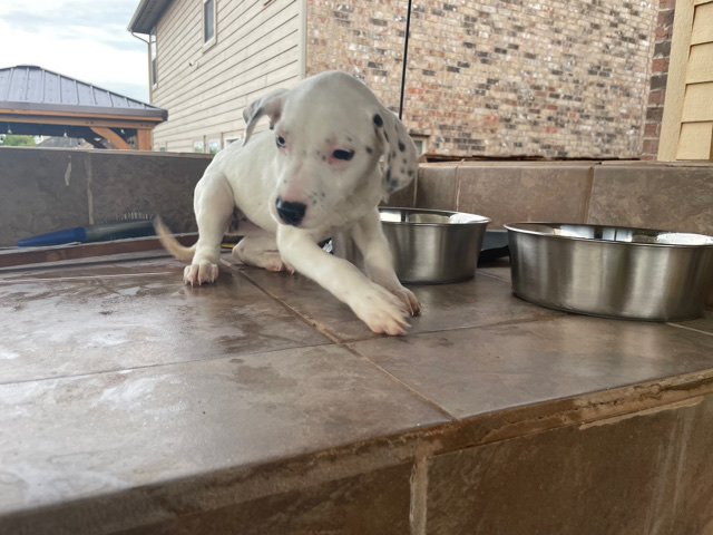 boder collie white