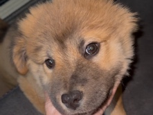 chow/shepherd puppy for rehoming