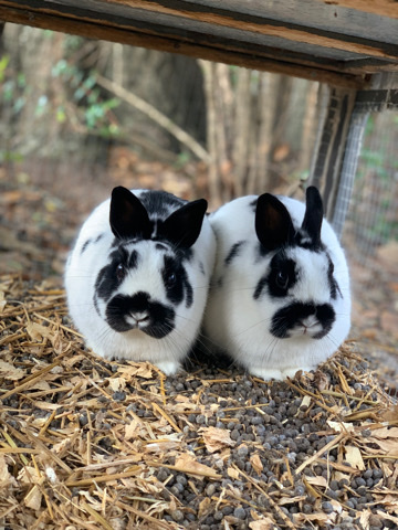 netherland dwarf bunnies 