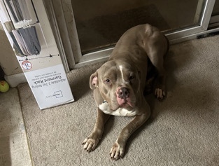 Bulldog – FREEE DOG – Sacramento