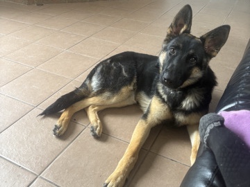 German Shepherd – Perfect Family Pet: Remmy 💕 – Plano