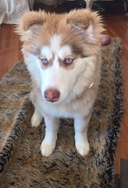 Siberian Husky – husky mix puppy for sale