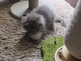 Persian (Modern) – Scottish fold, Scottish straight and Persian Mix kittens – Dubai