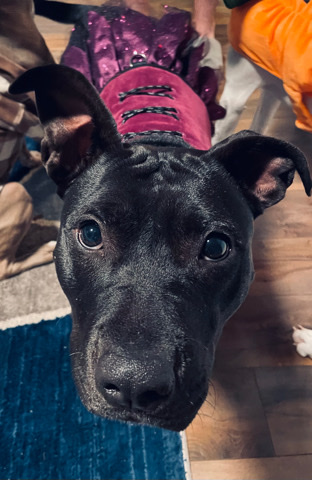 black pitbull