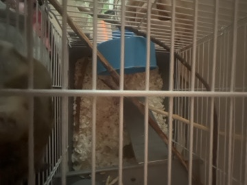 Hamster needs new home