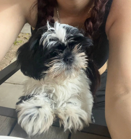 Shih Tzu – Rehoming Shih Tzu Puppy