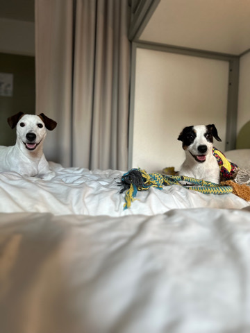 Jack Russell Terrier – chien