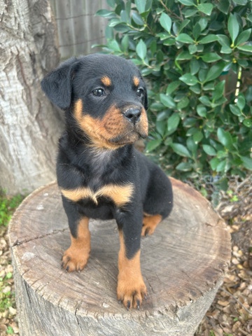 Rottweiler – Rottweiler puppies