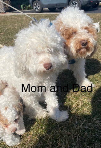 English Cocker Spaniel – cockapoo