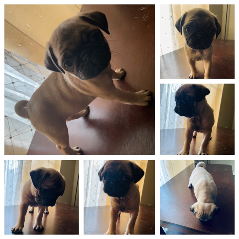 Pug – Pug Puppy
