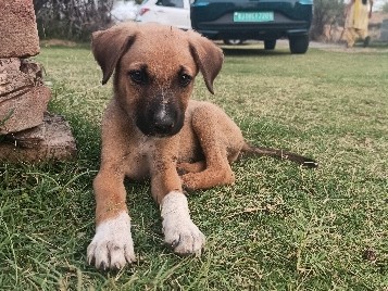 Indian pariah dog – Friendly Indian Pariah Puppy for Adoption in Samaspur – Samaspur
