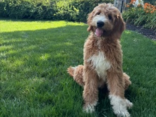 Goldendoodle - Bella available for adoption in Rantoul