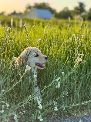 Golden Retriever – Golden Retriever Puppy – McLean