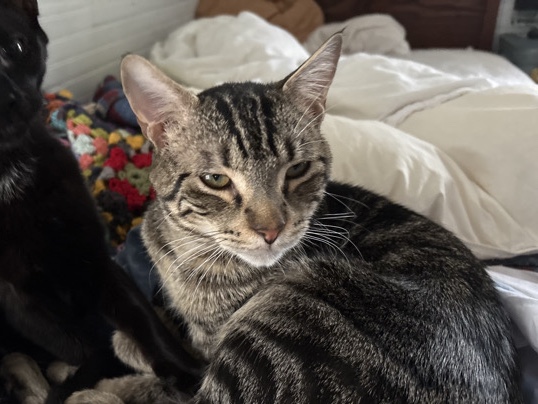 American Shorthair – Large Tom Cat – Canton