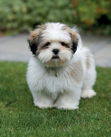 Lhasa Apso – lhaspso healthy and active 4 male pets