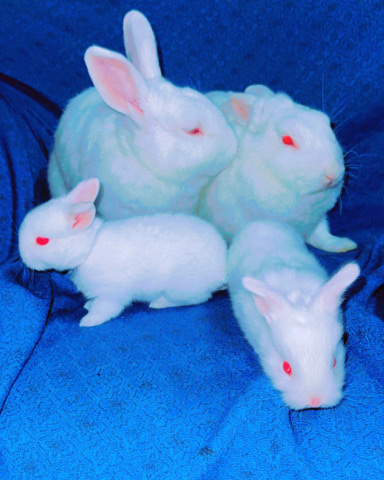 Florida White – white rabbits